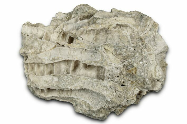 Silurian Dolostone w/ Sparkling Fossil Coral (Fletcheria) - Ohio #346090